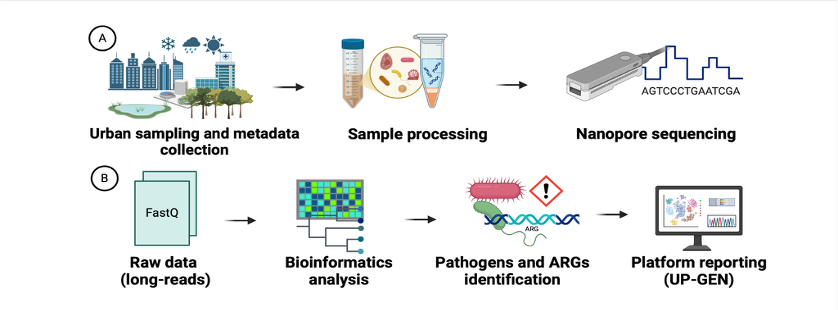 UPGRADE workflow: urban sampling, sample processing, Nanopore sequencing, raw data, bioinformatics analysis, pathogen and ARG identification, platform reporting